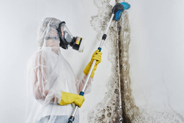 Best Black Mold Removal  in Manasquan, NJ