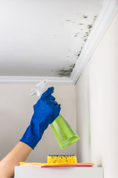 Best Emergency Mold Removal  in Manasquan, NJ