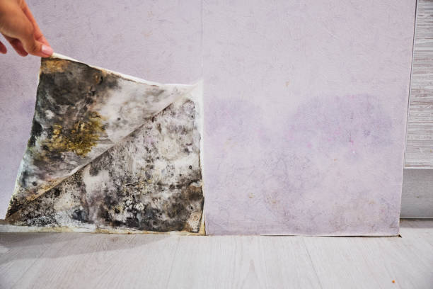 Best Commercial Mold Removal  in Manasquan, NJ